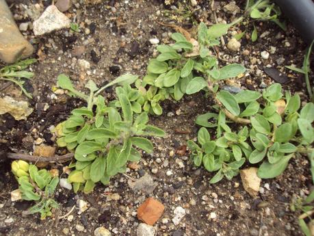 GUÍA DE PLANTAS AROMÁTICAS, CULINARIAS Y MEDICINALES EN EL HUERTO.