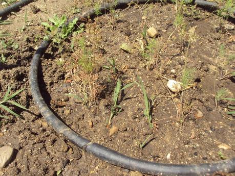 GUÍA DE PLANTAS AROMÁTICAS, CULINARIAS Y MEDICINALES EN EL HUERTO.