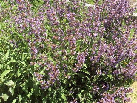 GUÍA DE PLANTAS AROMÁTICAS, CULINARIAS Y MEDICINALES EN EL HUERTO.