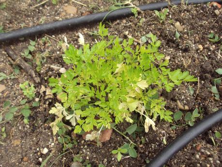 GUÍA DE PLANTAS AROMÁTICAS, CULINARIAS Y MEDICINALES EN EL HUERTO.