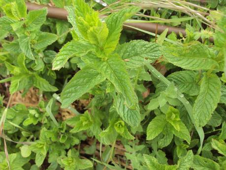 GUÍA DE PLANTAS AROMÁTICAS, CULINARIAS Y MEDICINALES EN EL HUERTO.