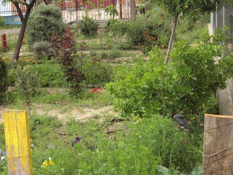 GUÍA DE PLANTAS AROMÁTICAS, CULINARIAS Y MEDICINALES EN EL HUERTO.