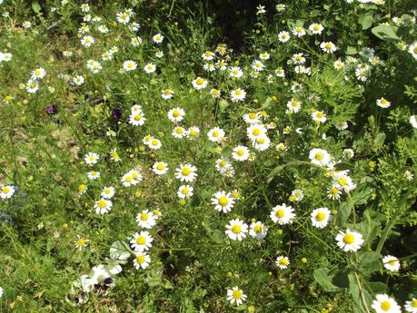 GUÍA DE PLANTAS AROMÁTICAS, CULINARIAS Y MEDICINALES EN EL HUERTO.