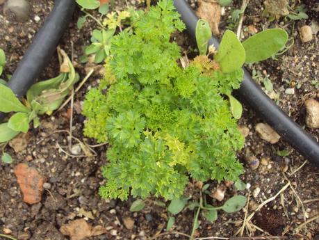 GUÍA DE PLANTAS AROMÁTICAS, CULINARIAS Y MEDICINALES EN EL HUERTO.