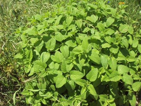 GUÍA DE PLANTAS AROMÁTICAS, CULINARIAS Y MEDICINALES EN EL HUERTO.