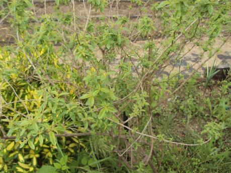 GUÍA DE PLANTAS AROMÁTICAS, CULINARIAS Y MEDICINALES EN EL HUERTO.