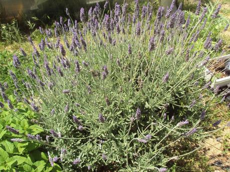 GUÍA DE PLANTAS AROMÁTICAS, CULINARIAS Y MEDICINALES EN EL HUERTO.