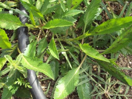 GUÍA DE PLANTAS AROMÁTICAS, CULINARIAS Y MEDICINALES EN EL HUERTO.