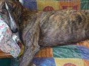 Galgo perdido. (Madrid)