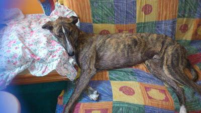 Galgo perdido. (Madrid)