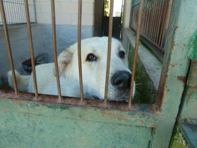 Yako, adoptado y repudiado por ser epiléptico.