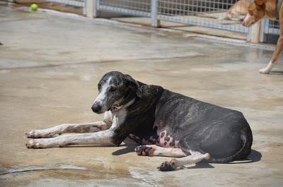 BATMAN. Galgo español cruelmente abandonado, GPAR