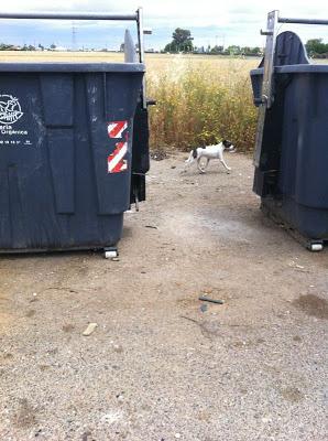 Cachorro viviendo entre contenedores en Córdoba.