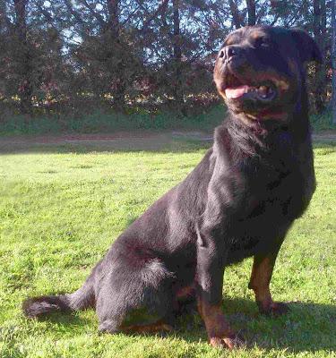 TINA, magnífica rottweiler. Más de dos años esperando un hogar que nunca llega.