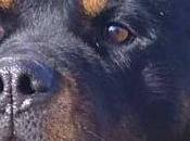 TINA, magnífica rottweiler. años esperando hogar nunca llega.