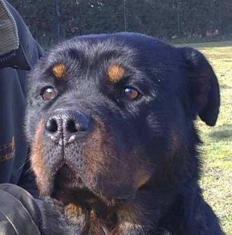 TINA, magnífica rottweiler. Más de dos años esperando un hogar que nunca llega.