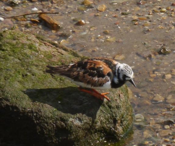 Vuelvepiedras de gala