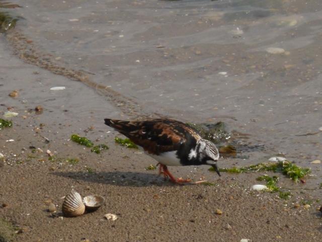 Vuelvepiedras de gala