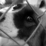 La Rabia en los perros rabia en los perros