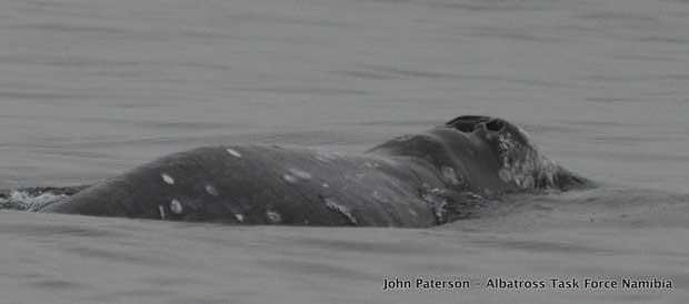 ballena gris avistada al sur del Ecuador frente a Namibia