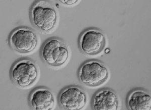 CIENCIA Y ÉTICA DE ACUERDO: ES UN RETROCESO