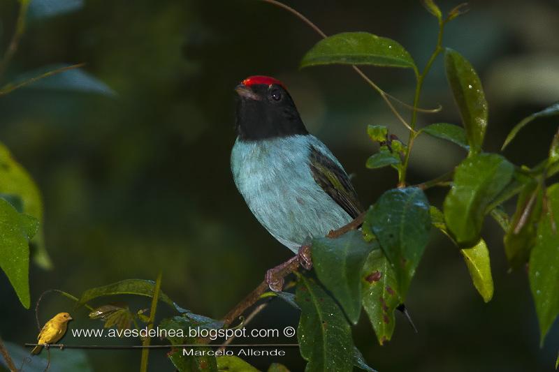Bailarín azul acá nomás