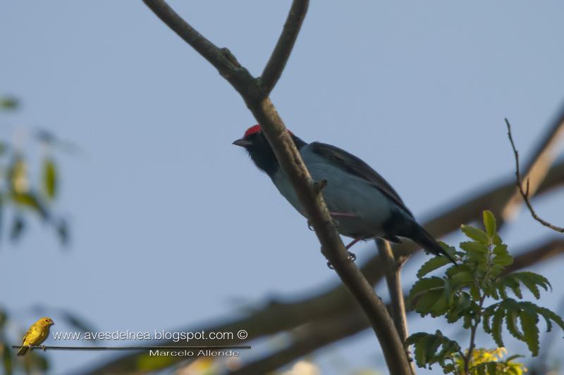 Bailarín azul acá nomás