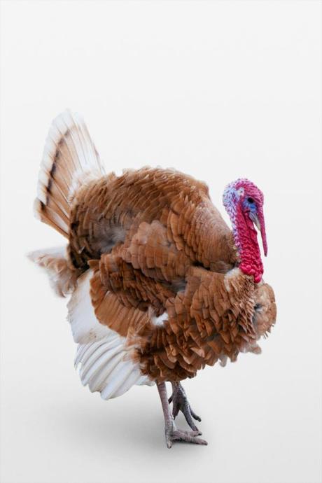 mexico_en_tu_mesa_Guajolote