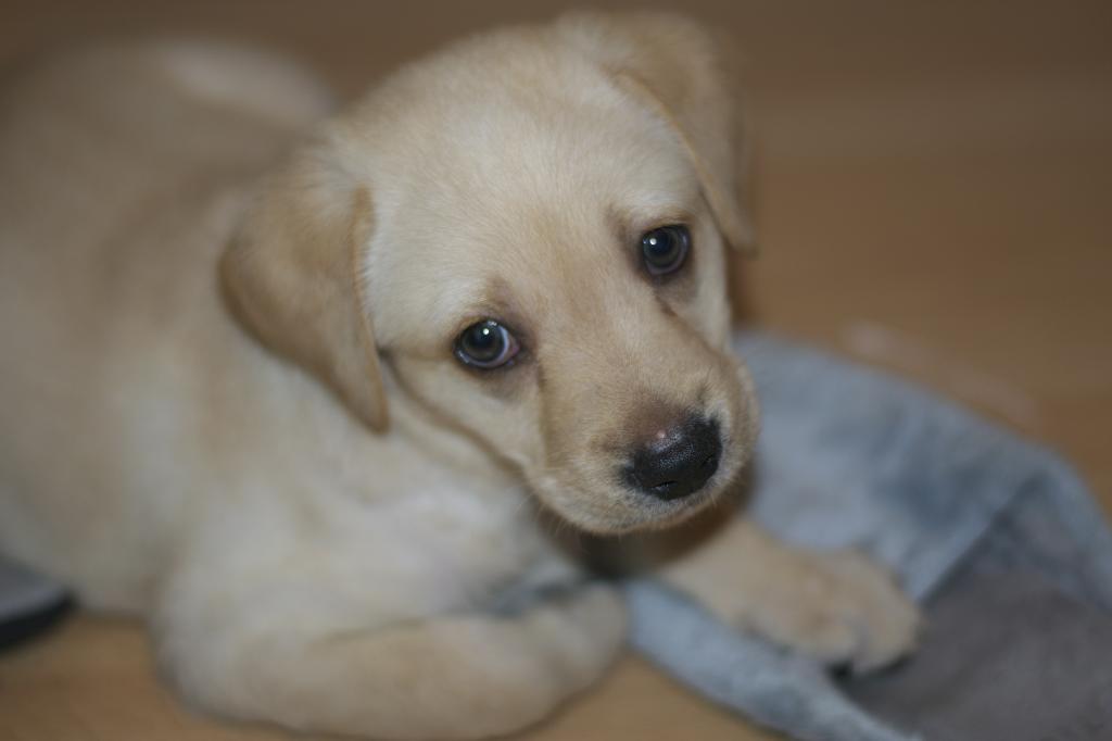  photo DSC_0264_zpse47aac49.jpg