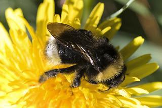 Para ampliar Bombus bohemicus (Seidl, 1837) Abejorro parásito hacer clic