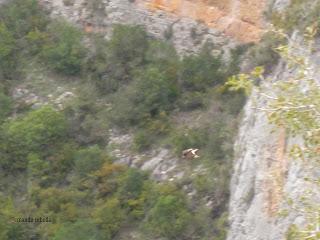 Buitre leonado planea en el cañón del río Vero