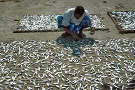secadero de peces al sol