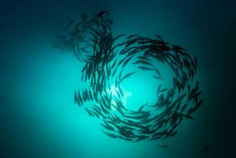 agregación de jurel ojón mientras la reproducción