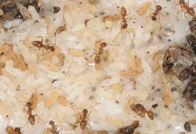 INVASIÓN DE HORMIGA BRASILEÑA DOMINANTE EN EL SUR DE EE.UU