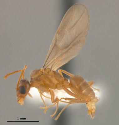 INVASIÓN DE HORMIGA BRASILEÑA DOMINANTE EN EL SUR DE EE.UU