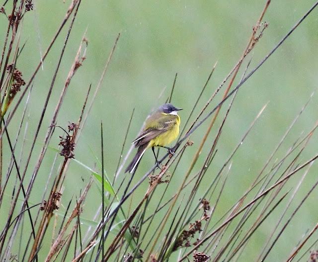 HISTORICO PASO PRENUPCIAL EN CATALUÑA  II