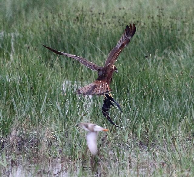 HISTORICO PASO PRENUPCIAL EN CATALUÑA  II