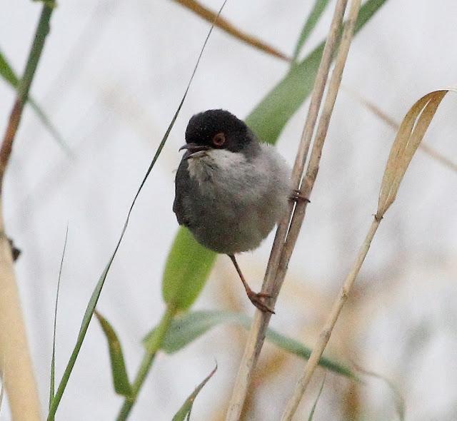 HISTORICO PASO PRENUPCIAL EN CATALUÑA  II