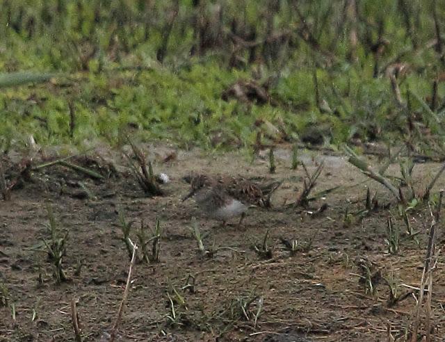 HISTORICO PASO PRENUPCIAL EN CATALUÑA  II
