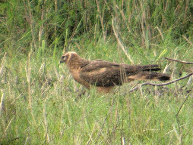 HISTORICO PASO PRENUPCIAL EN CATALUÑA  II