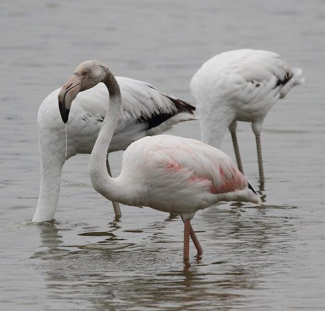 HISTORICO PASO PRENUPCIAL EN CATALUÑA  II