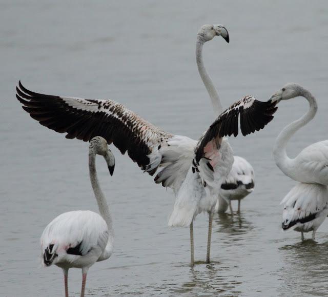 HISTORICO PASO PRENUPCIAL EN CATALUÑA  II