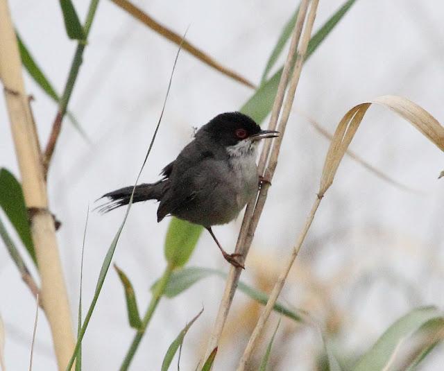 HISTORICO PASO PRENUPCIAL EN CATALUÑA  II