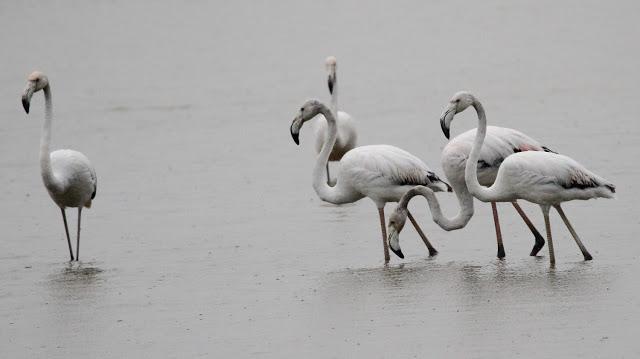 HISTORICO PASO PRENUPCIAL EN CATALUÑA  II