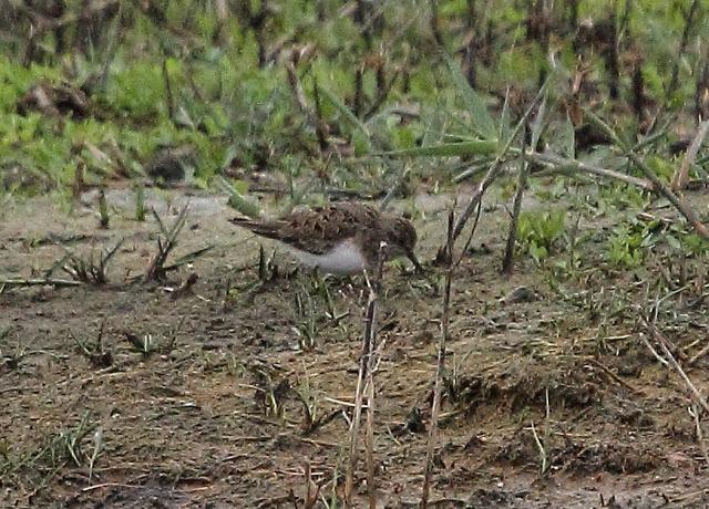 HISTORICO PASO PRENUPCIAL EN CATALUÑA  II