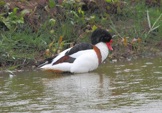 HISTORICO PASO PRENUPCIAL EN CATALUÑA  II