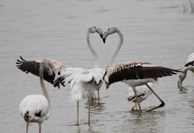 HISTORICO PASO PRENUPCIAL EN CATALUÑA  II