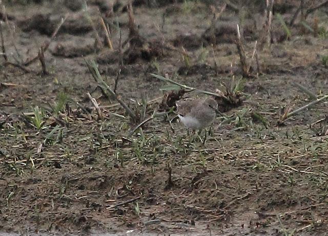 HISTORICO PASO PRENUPCIAL EN CATALUÑA  II