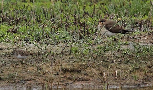 HISTORICO PASO PRENUPCIAL EN CATALUÑA  II