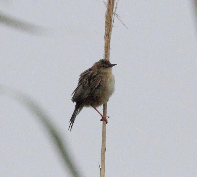 HISTORICO PASO PRENUPCIAL EN CATALUÑA  II